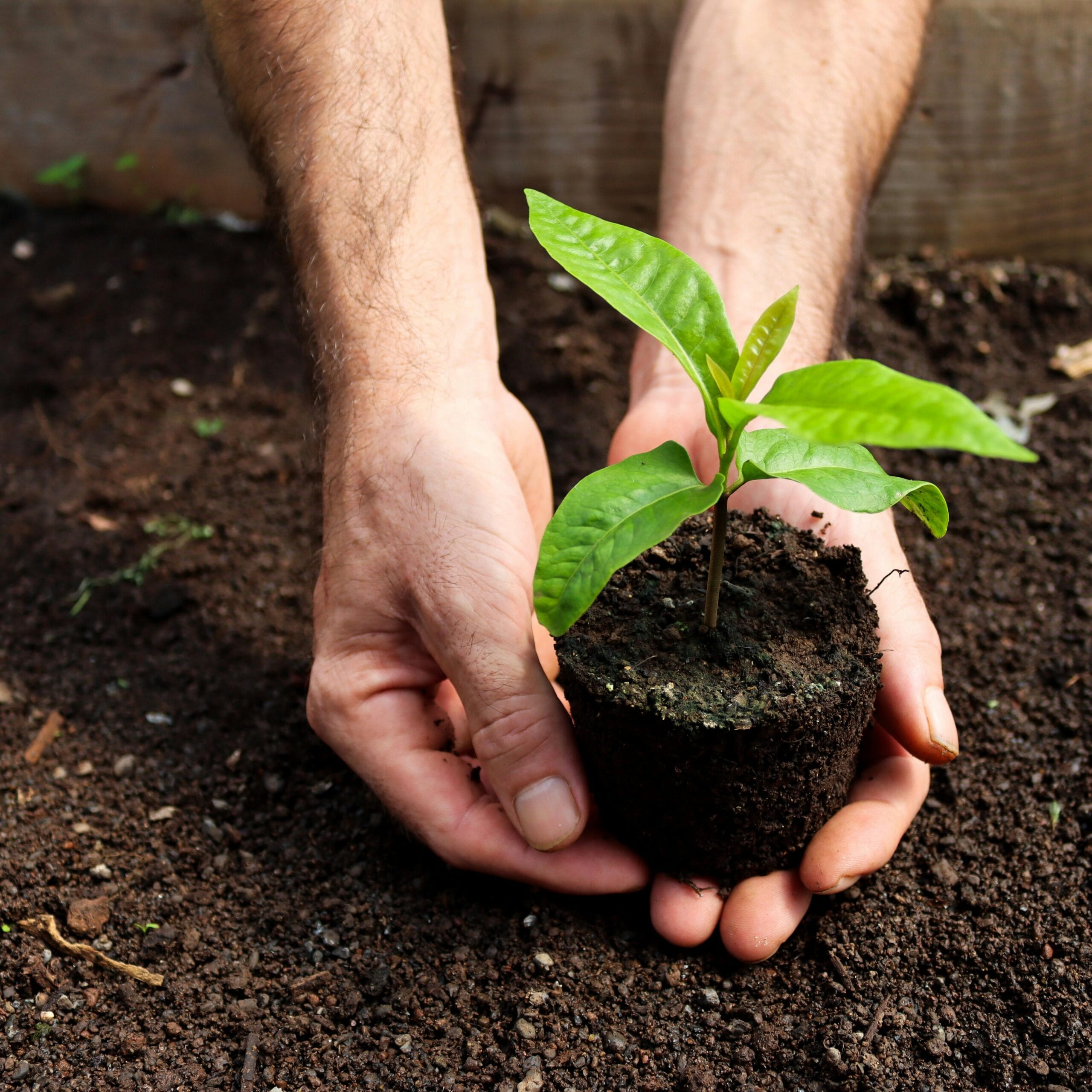 Plantation d'une jeune pouce dans le sol.